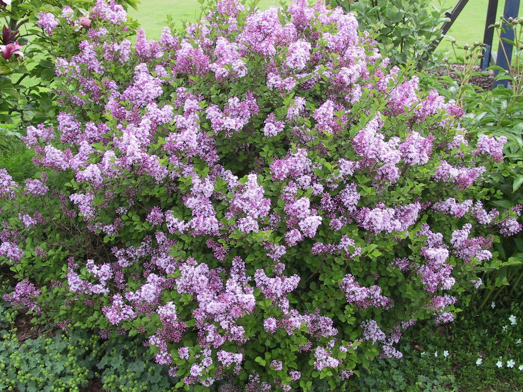 Syringa meyeri Palibin 05.jpg